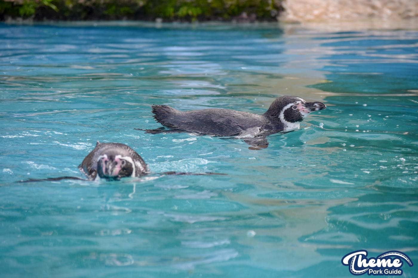 Penguin Bay - Chessington Zoo