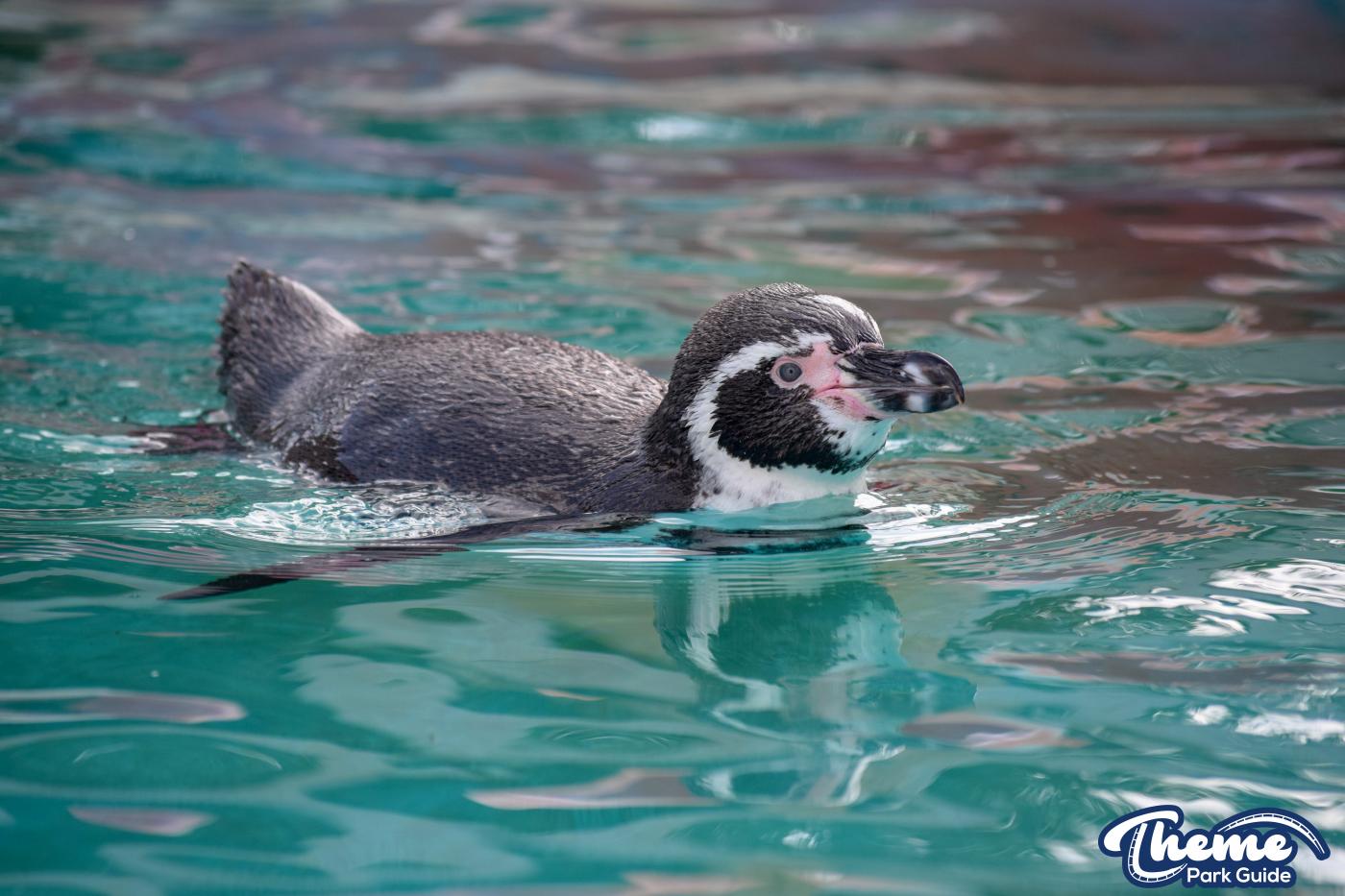 Penguin Bay - Chessington Zoo