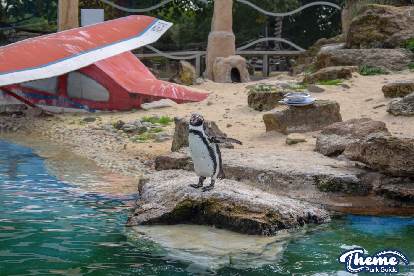 Penguin Bay - Chessington Zoo