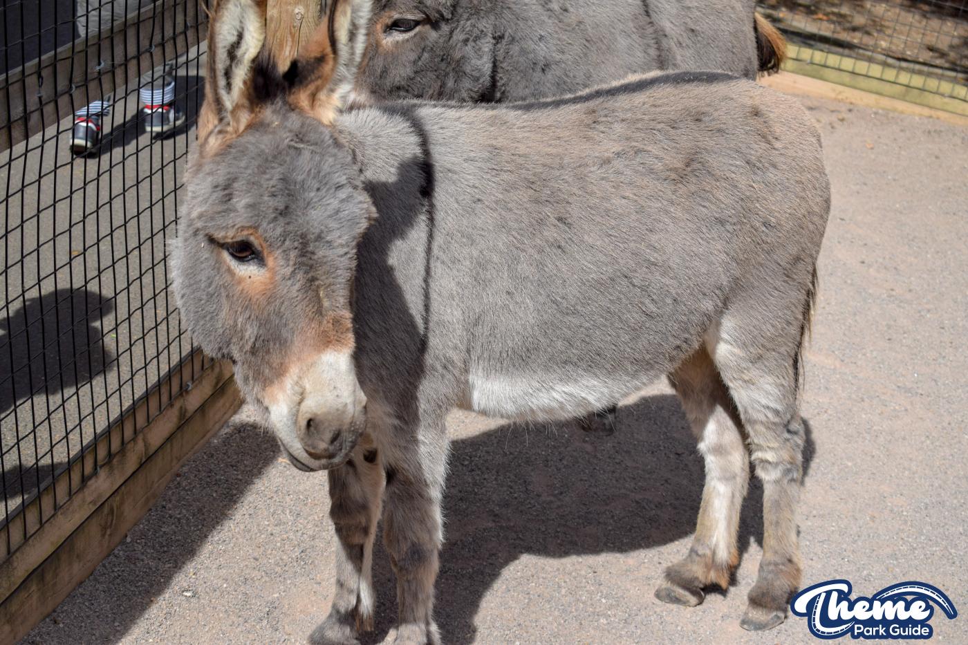 Donkeys and Reindeer - Chessington Zoo
