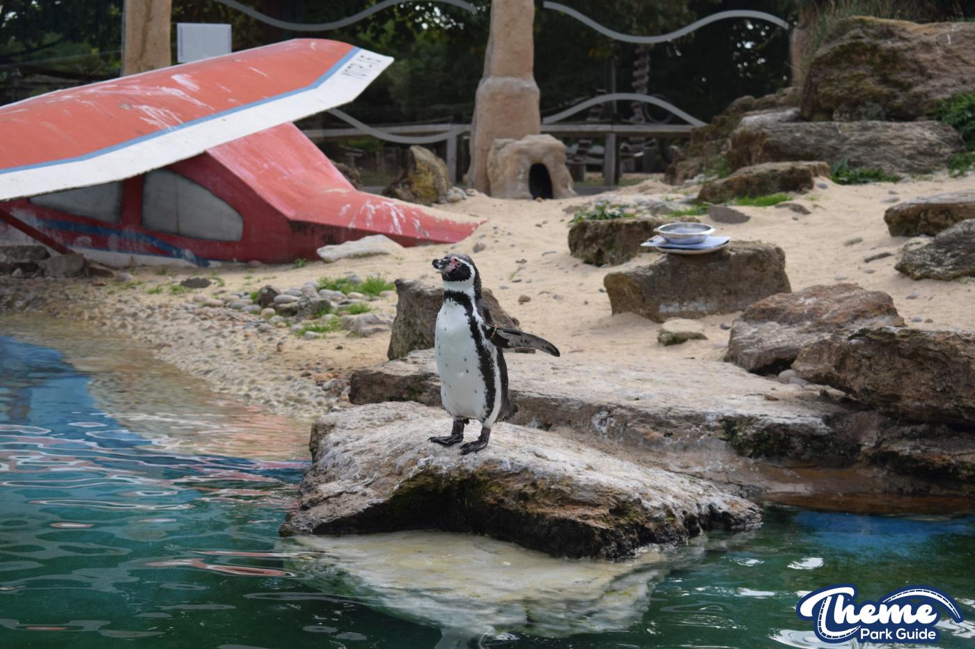 Penguin Bay - Chessington Zoo