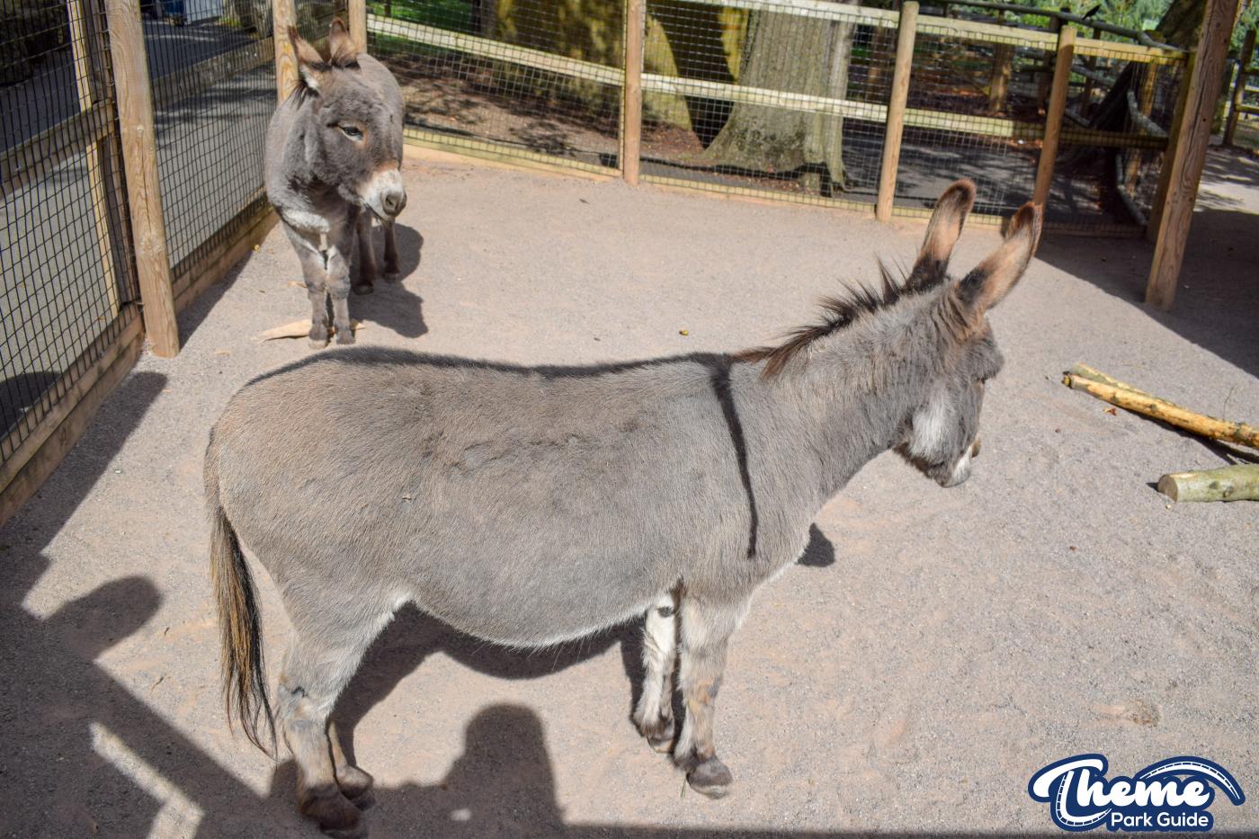 Donkeys and Reindeer - Chessington Zoo