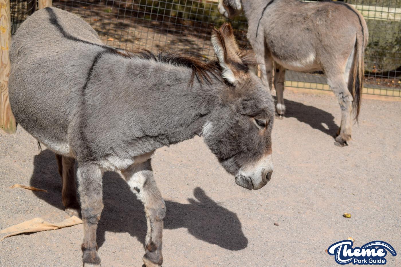 Donkeys and Reindeer - Chessington Zoo