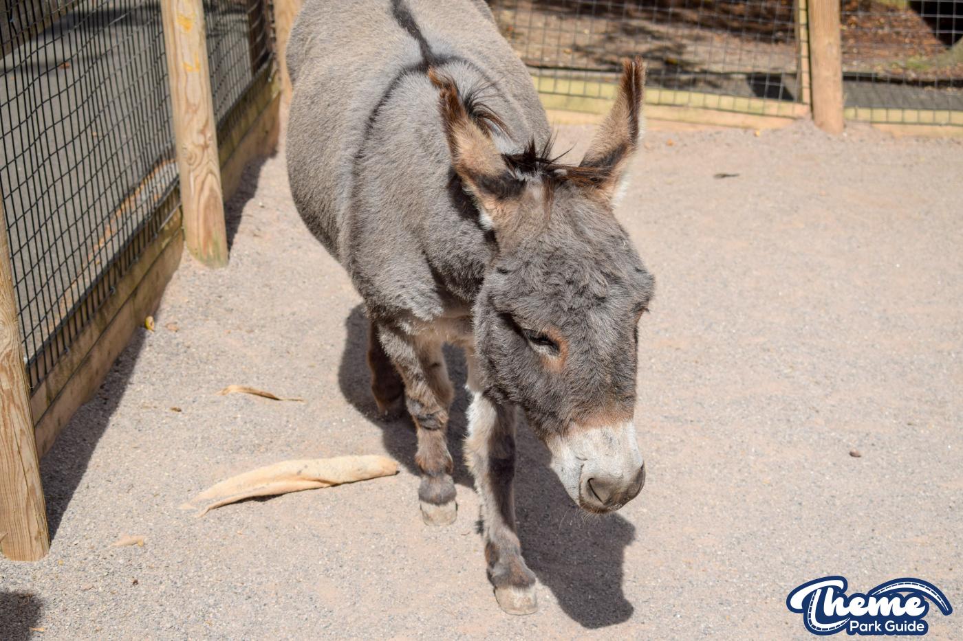 Donkeys and Reindeer - Chessington Zoo