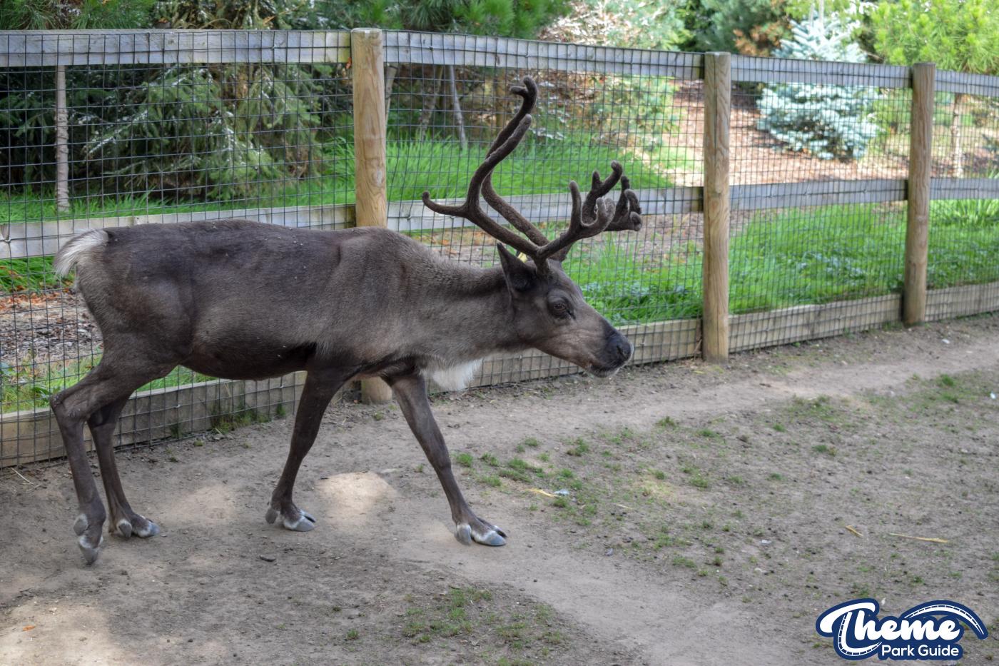 Donkeys and Reindeer - Chessington Zoo