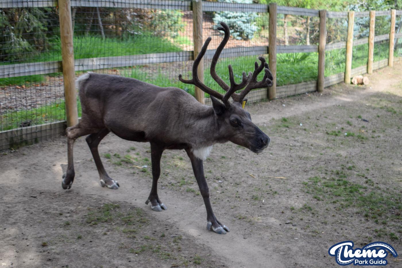 Donkeys and Reindeer - Chessington Zoo