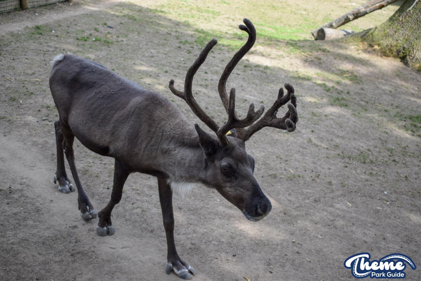 Donkeys and Reindeer - Chessington Zoo