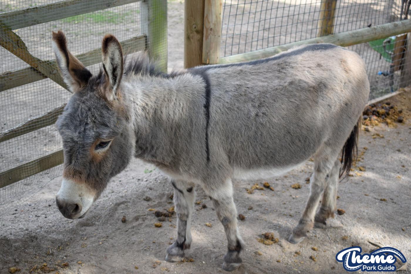 Donkeys and Reindeer - Chessington Zoo