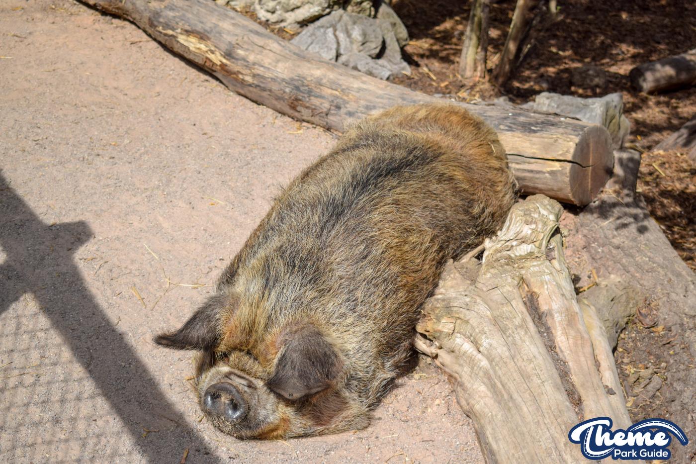 Yoohoo & Friends Zoo -