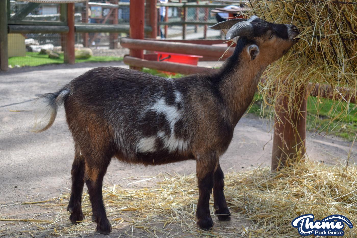 Yoohoo & Friends Zoo -