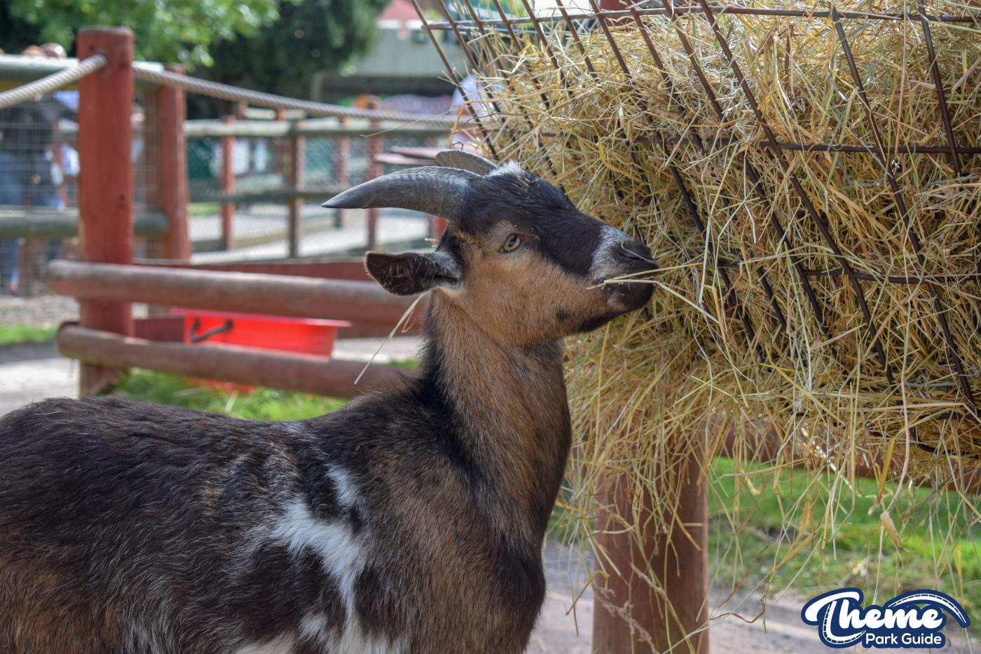 Yoohoo & Friends Zoo -