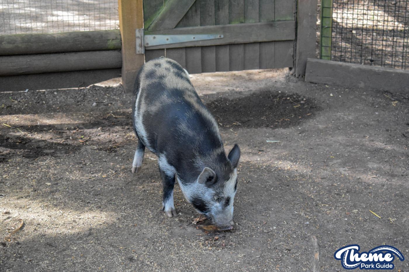 Yoohoo & Friends Zoo -