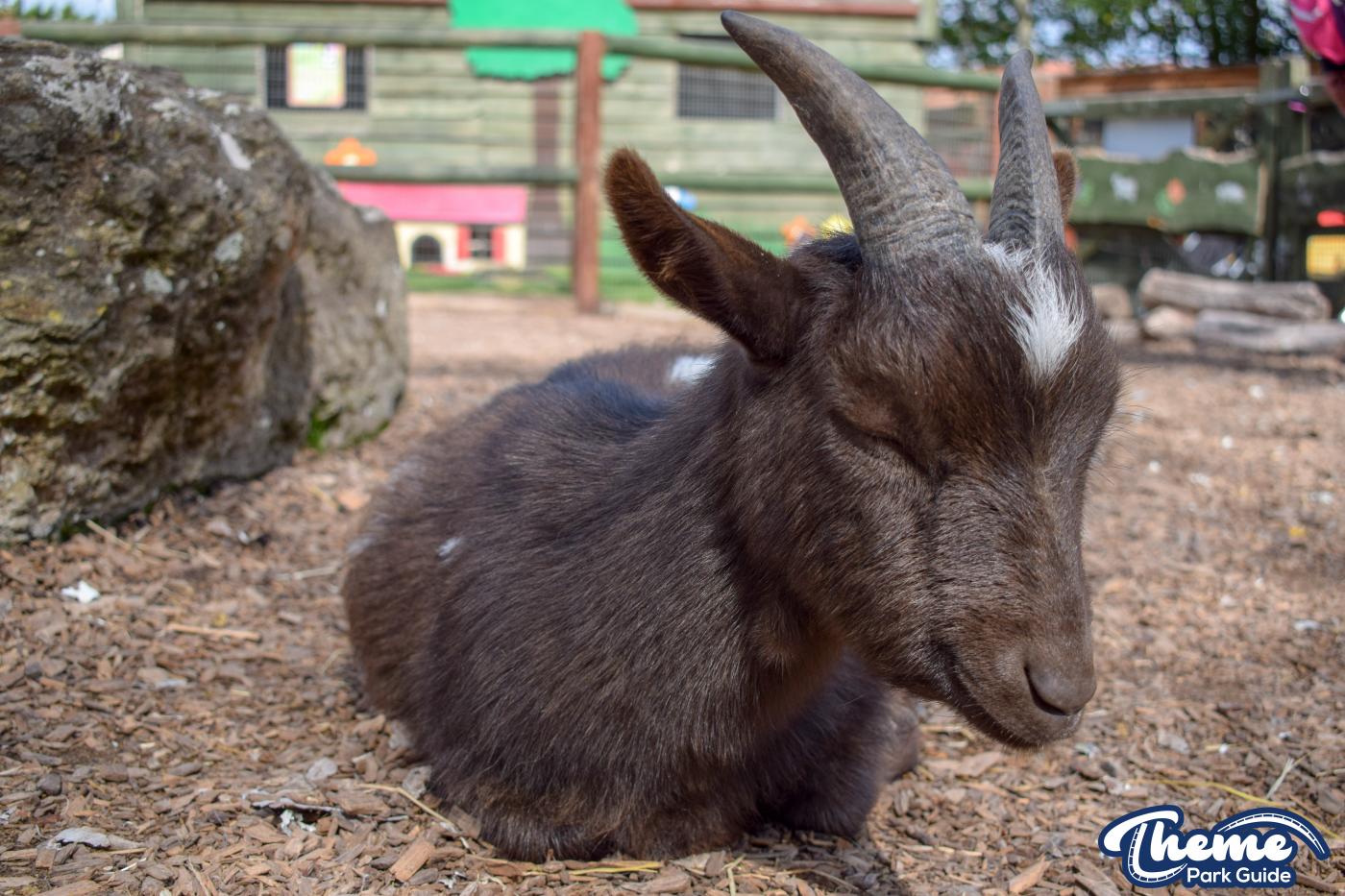 Yoohoo & Friends Zoo -