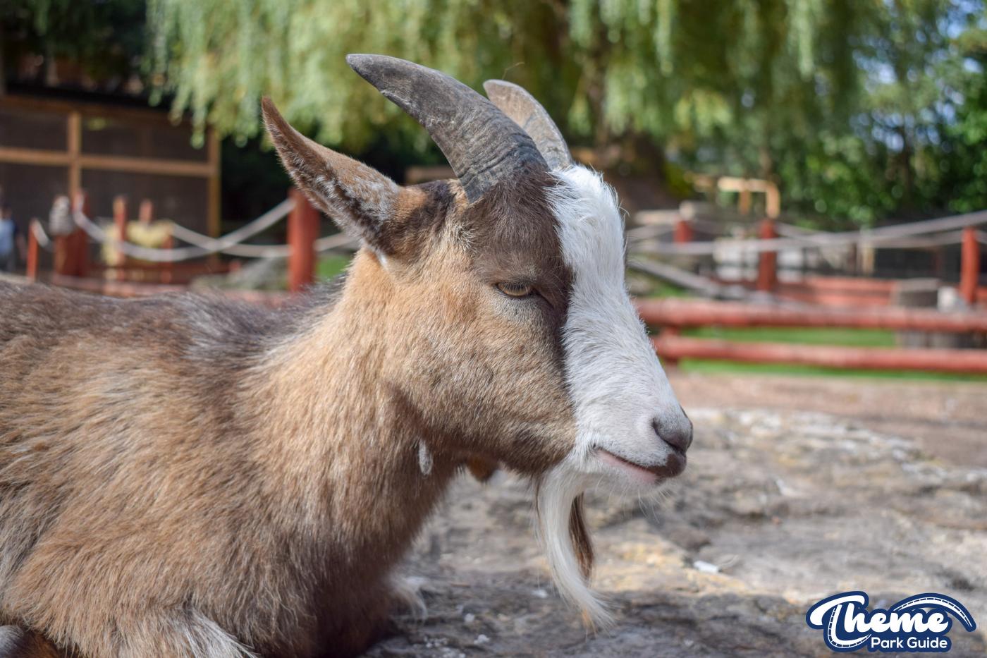 Yoohoo & Friends Zoo -