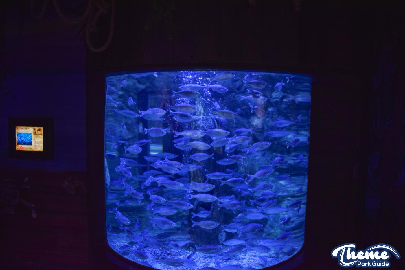 Sharkbait Reef by SEA LIFE - Mutiny Bay