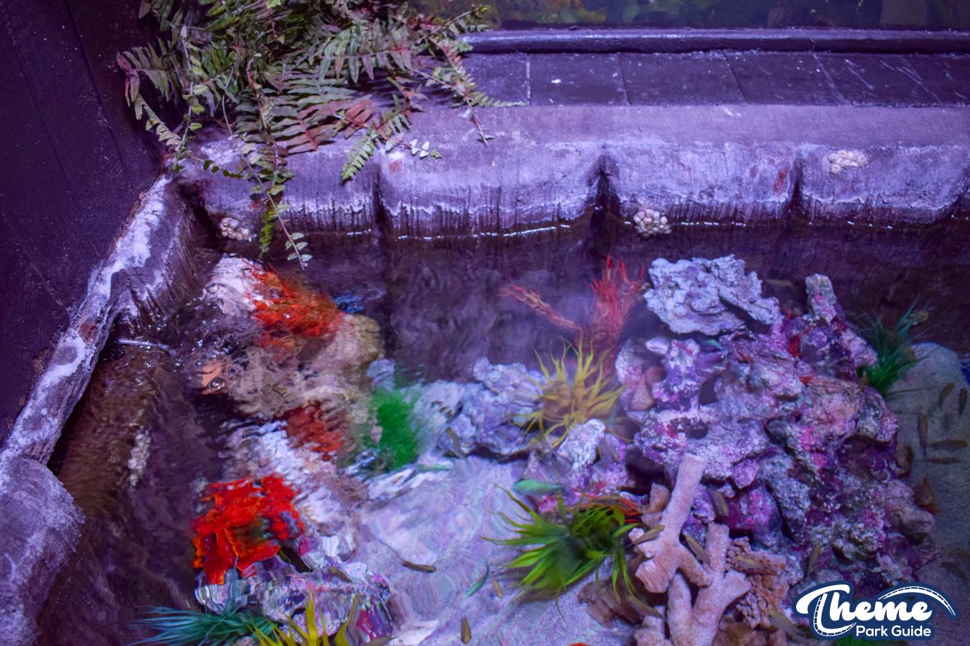 Sharkbait Reef by SEA LIFE - Mutiny Bay