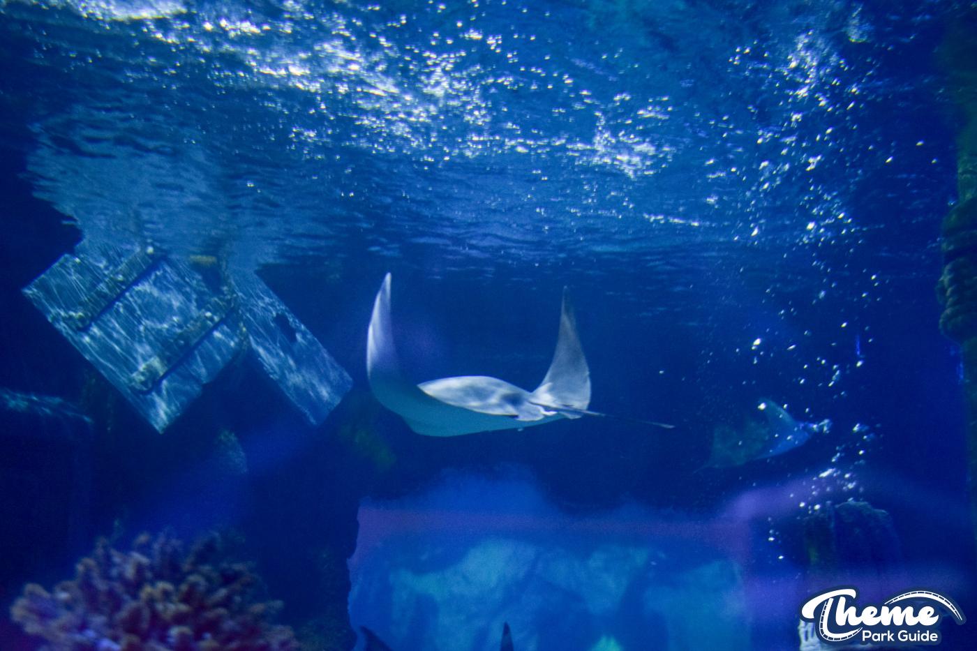 Sharkbait Reef by SEA LIFE - Mutiny Bay