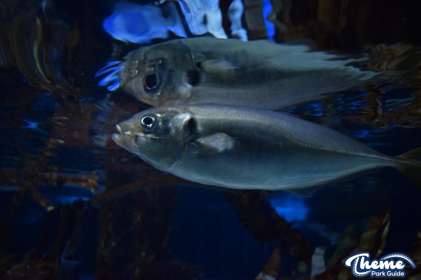 Sharkbait Reef by SEA LIFE - Mutiny Bay
