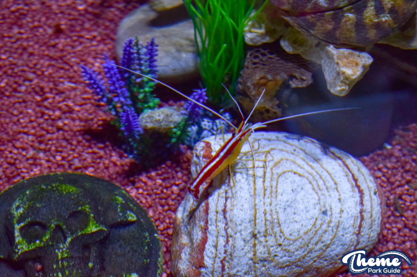 Sharkbait Reef by SEA LIFE - Mutiny Bay