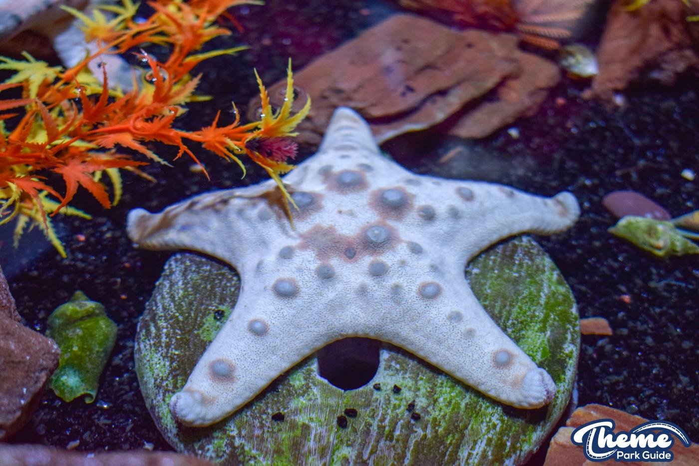 Sharkbait Reef by SEA LIFE - Mutiny Bay
