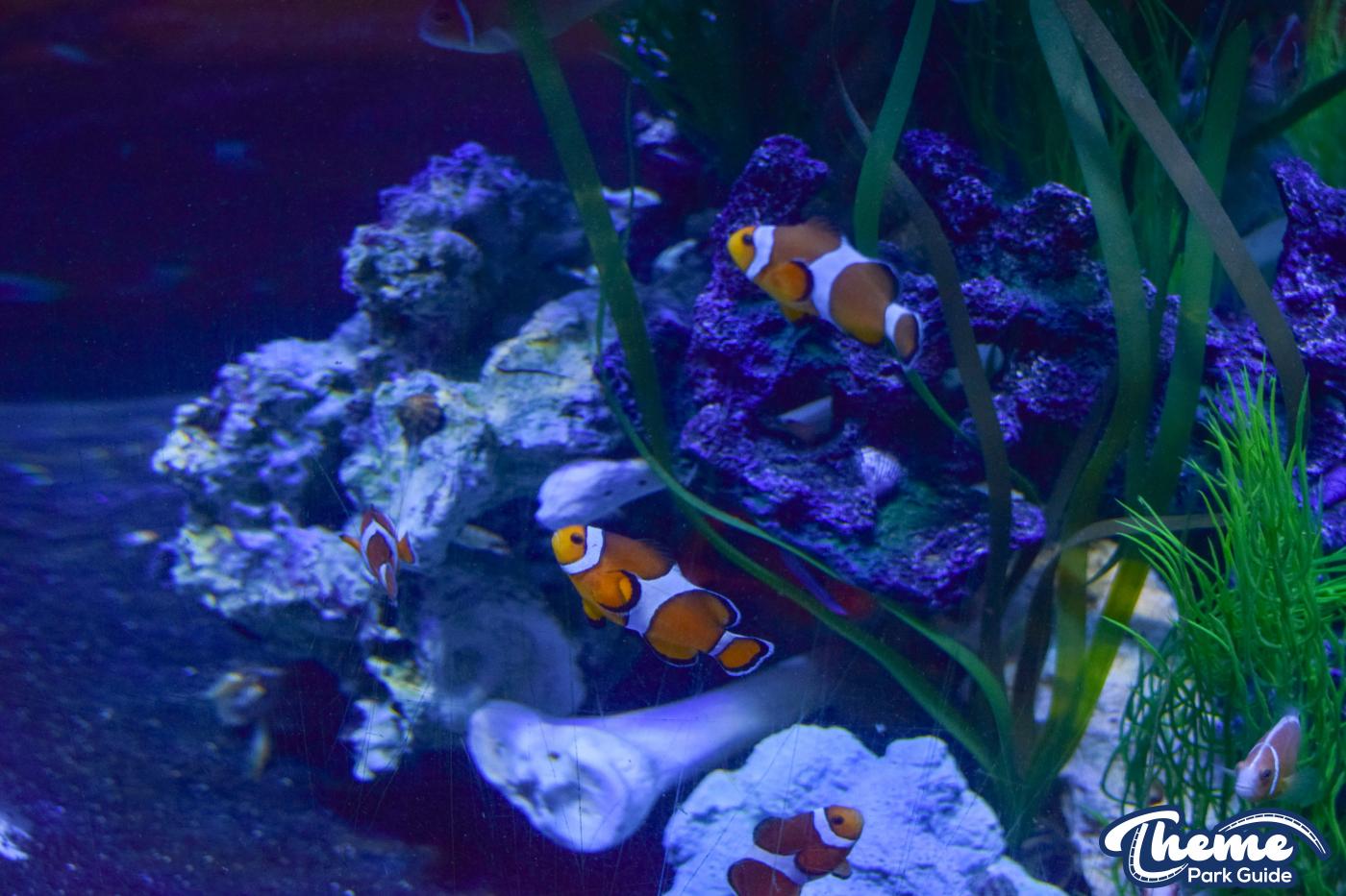 Sharkbait Reef by SEA LIFE - Mutiny Bay