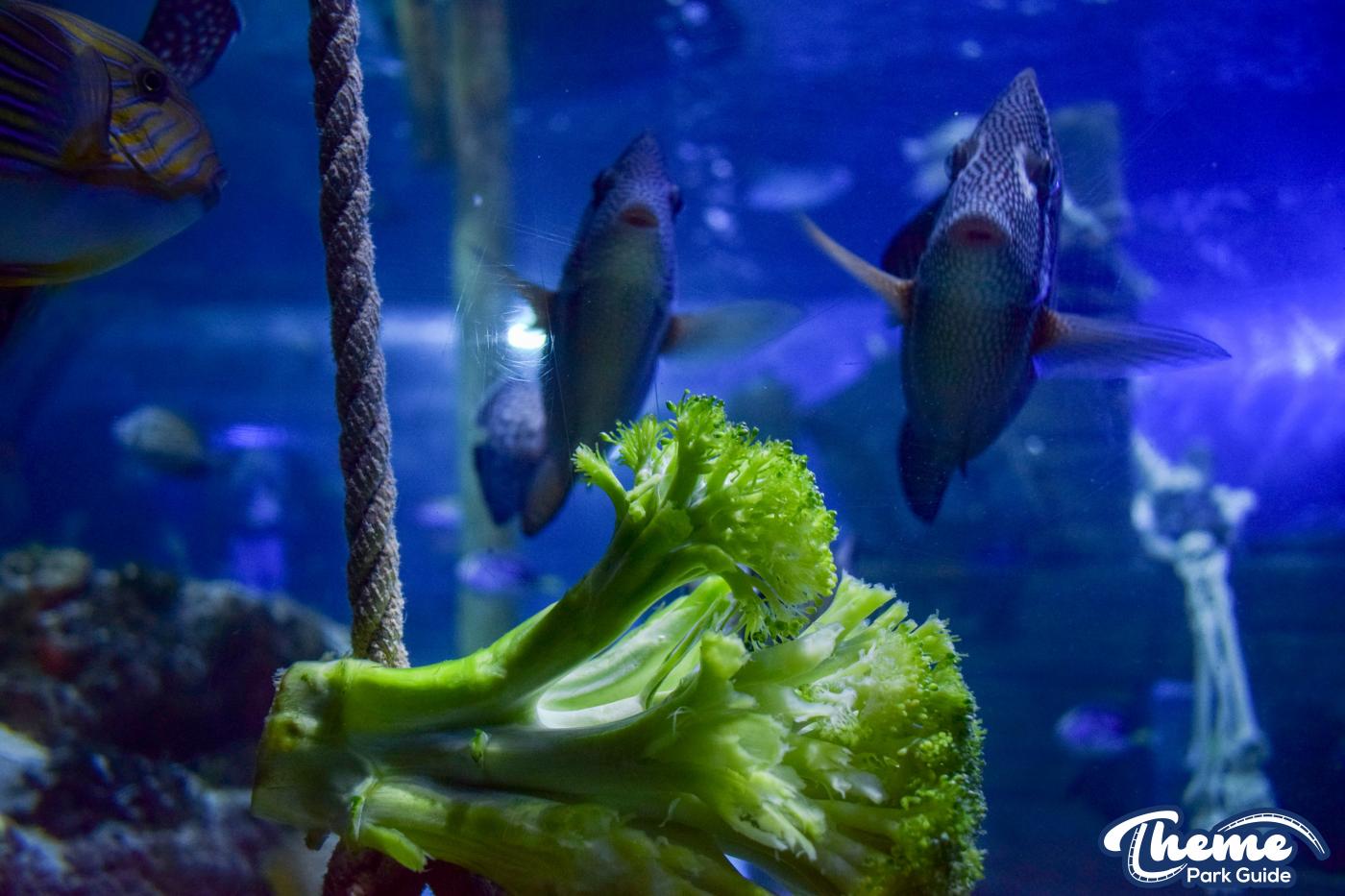 Sharkbait Reef by SEA LIFE - Mutiny Bay