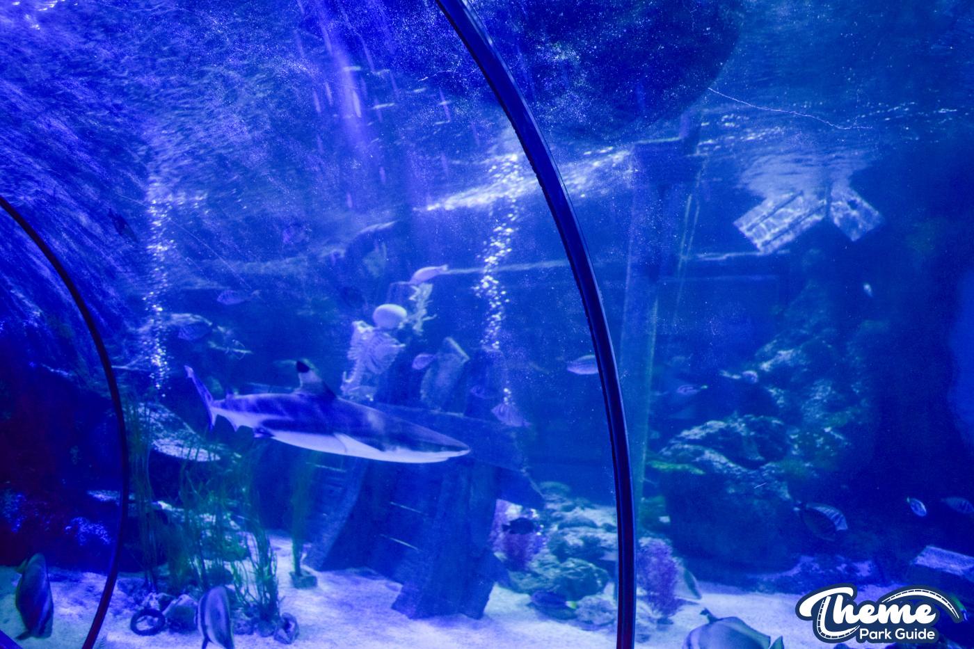 Sharkbait Reef by SEA LIFE - Mutiny Bay