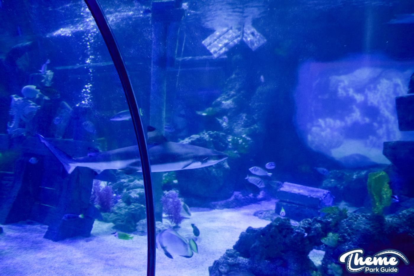 Sharkbait Reef by SEA LIFE - Mutiny Bay