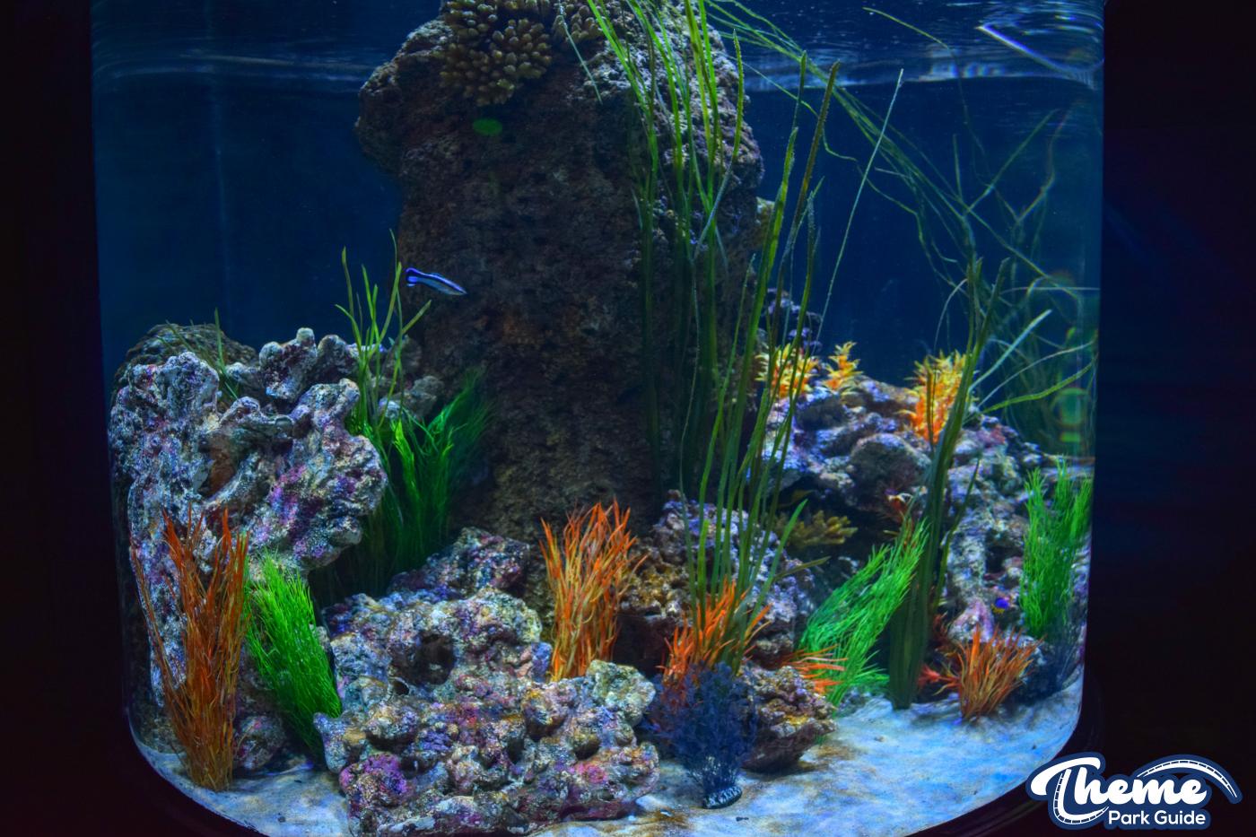 Sharkbait Reef by SEA LIFE - Mutiny Bay