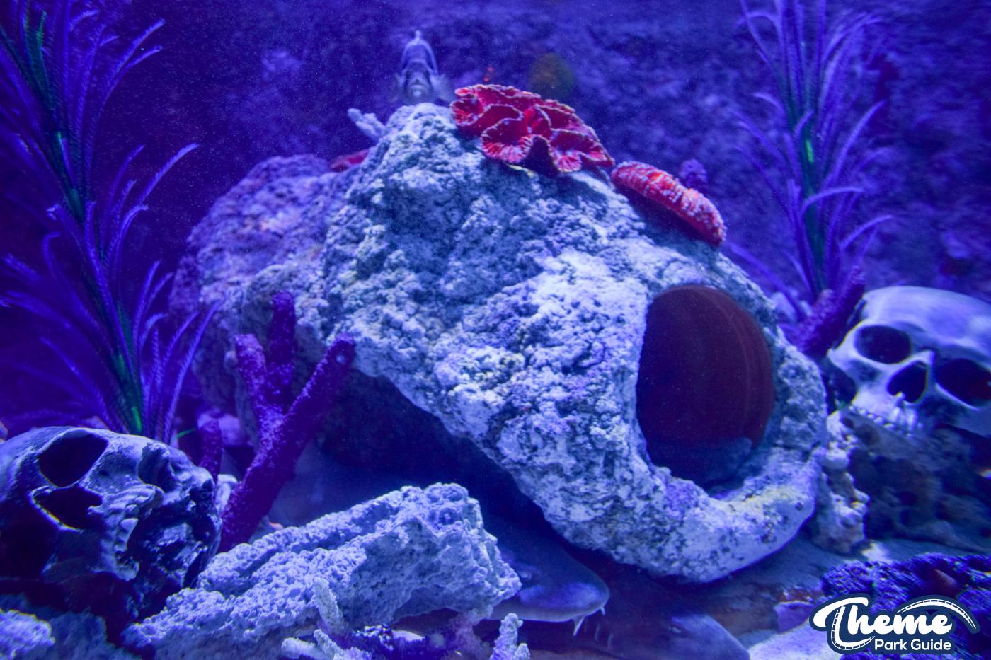Sharkbait Reef by SEA LIFE - Mutiny Bay