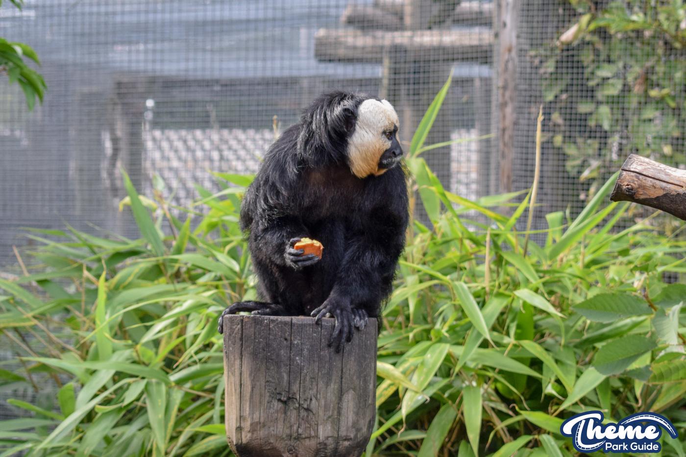 AMAZU: Treetop Adventure - Chessington Zoo