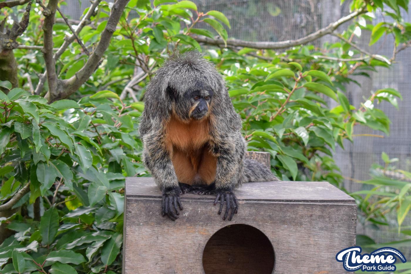 AMAZU: Treetop Adventure - Chessington Zoo