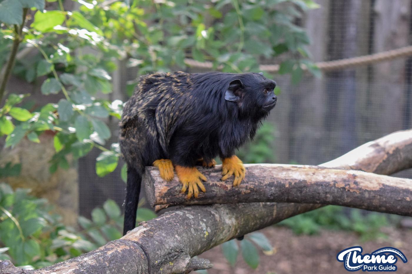 AMAZU: Treetop Adventure - Chessington Zoo