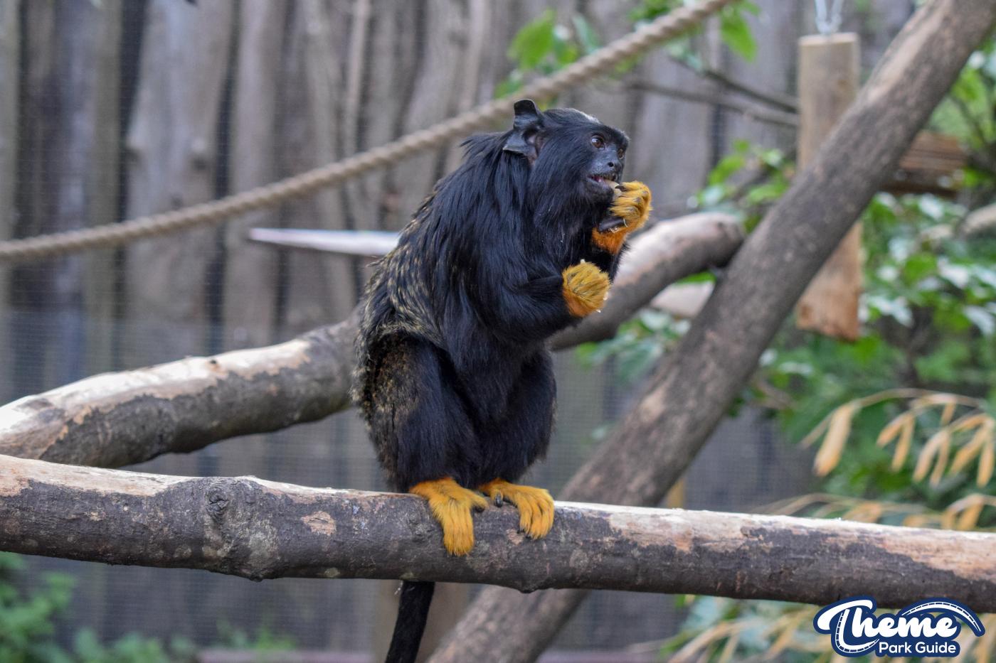 AMAZU: Treetop Adventure - Chessington Zoo