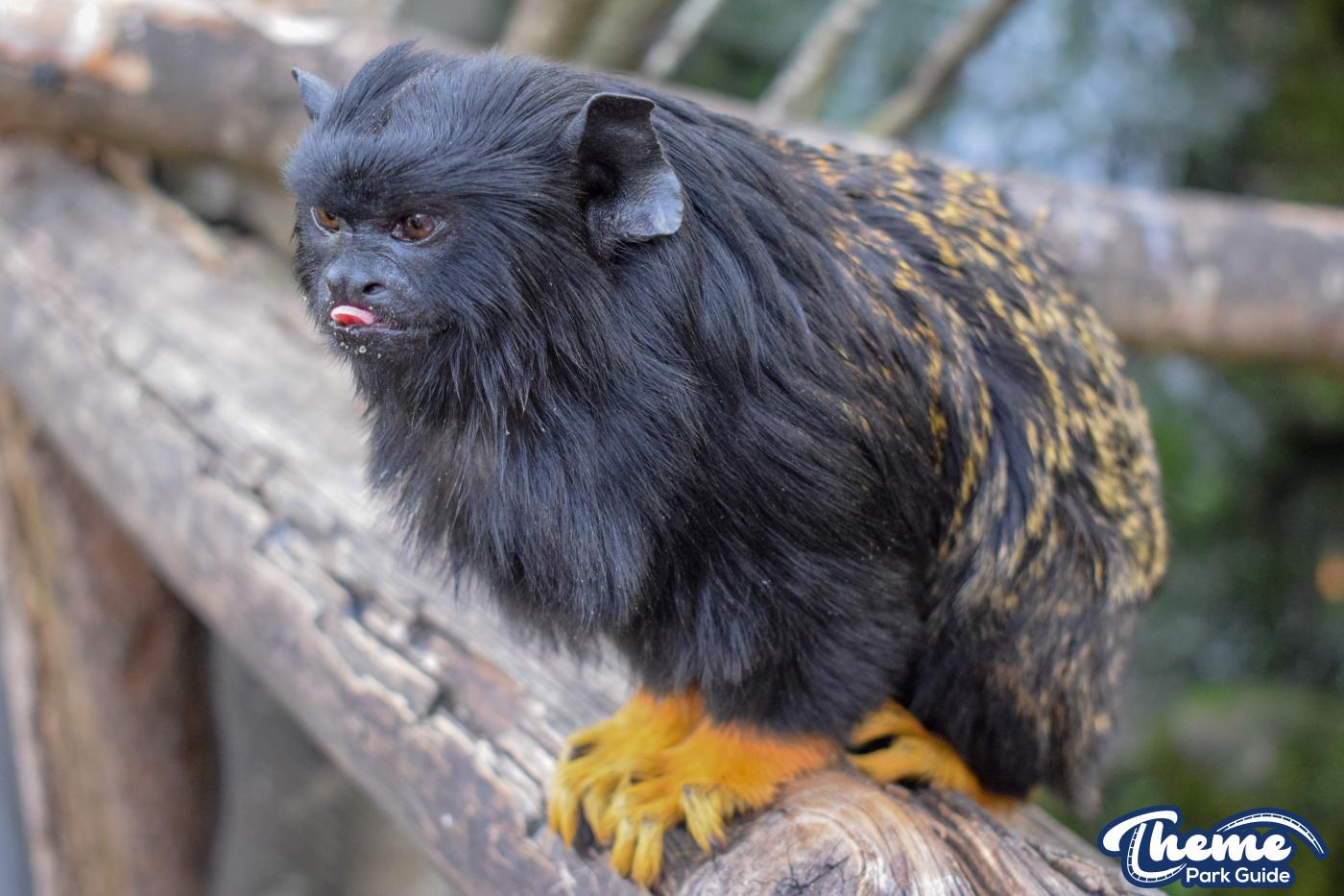 AMAZU: Treetop Adventure - Chessington Zoo