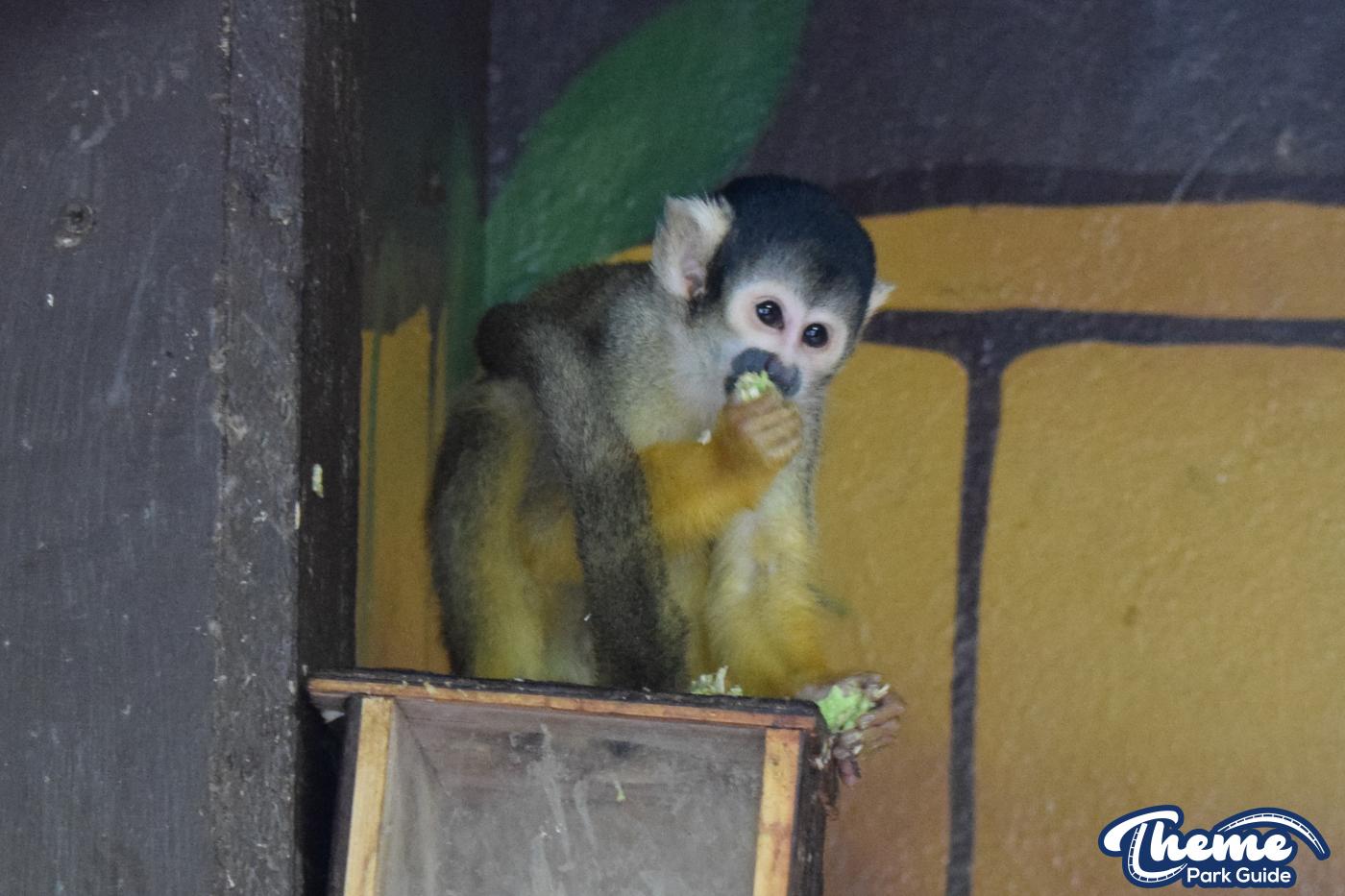 AMAZU: Treetop Adventure - Chessington Zoo