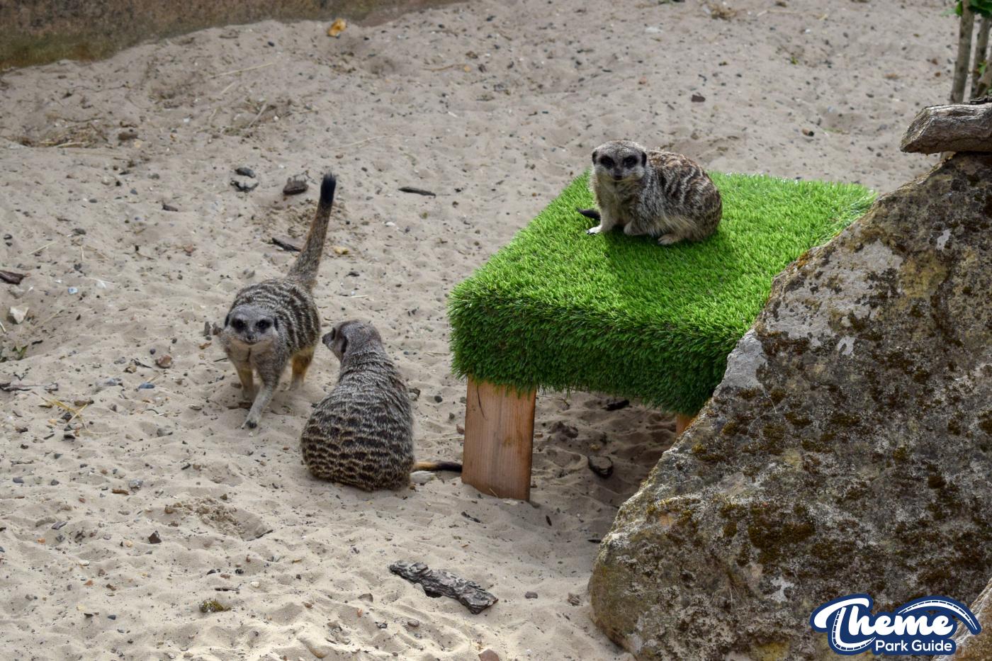 Wanyama Village & Reserve - Chessington Zoo