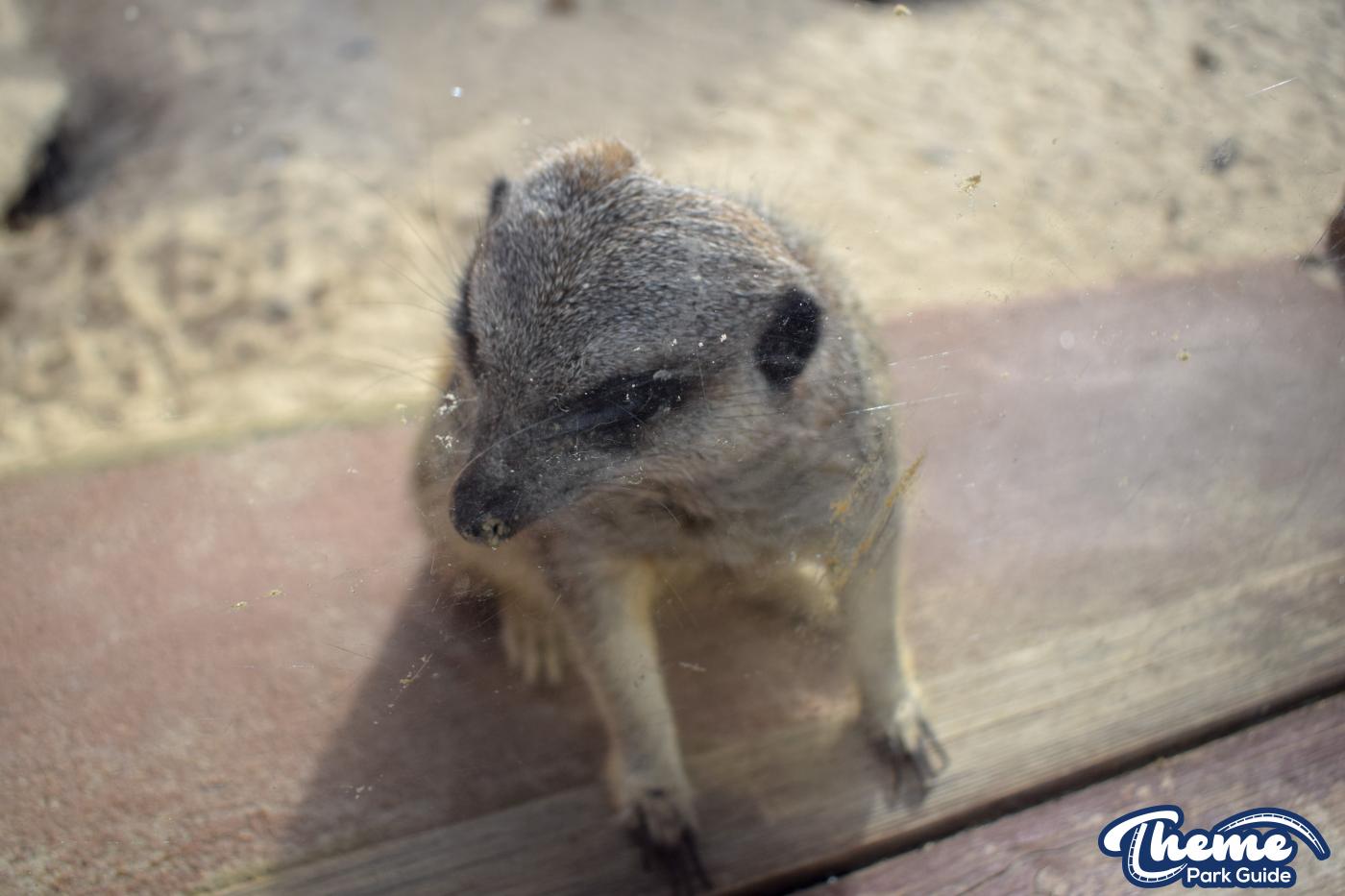 Wanyama Village & Reserve - Chessington Zoo