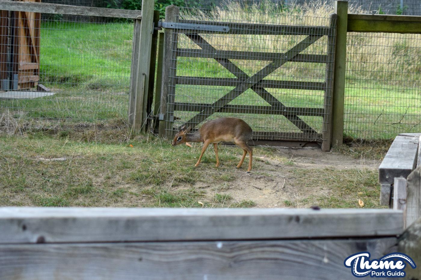 Wanyama Village & Reserve - Chessington Zoo