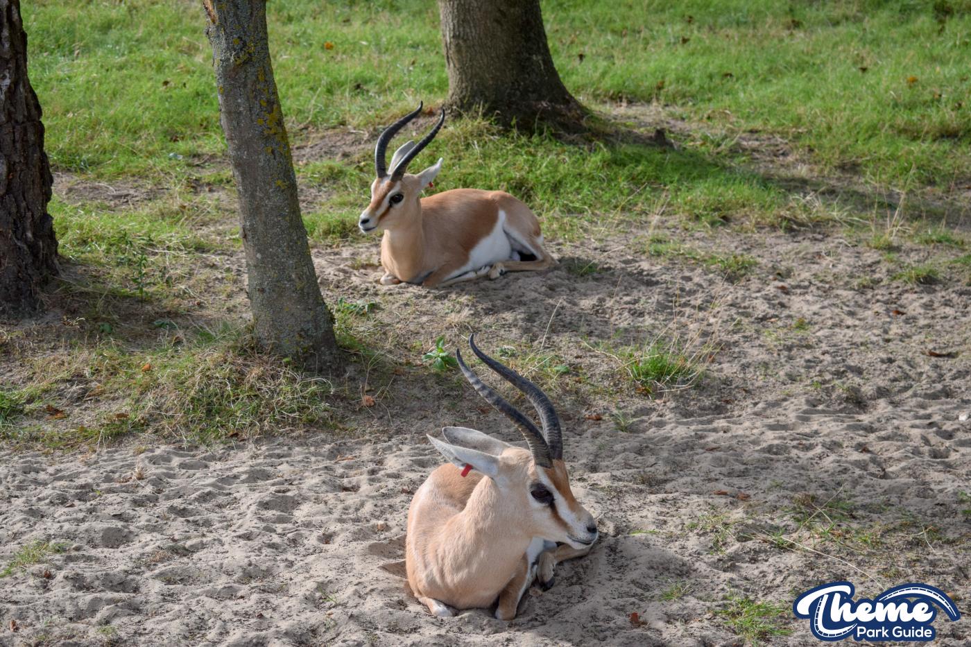 Wanyama Village & Reserve - Chessington Zoo