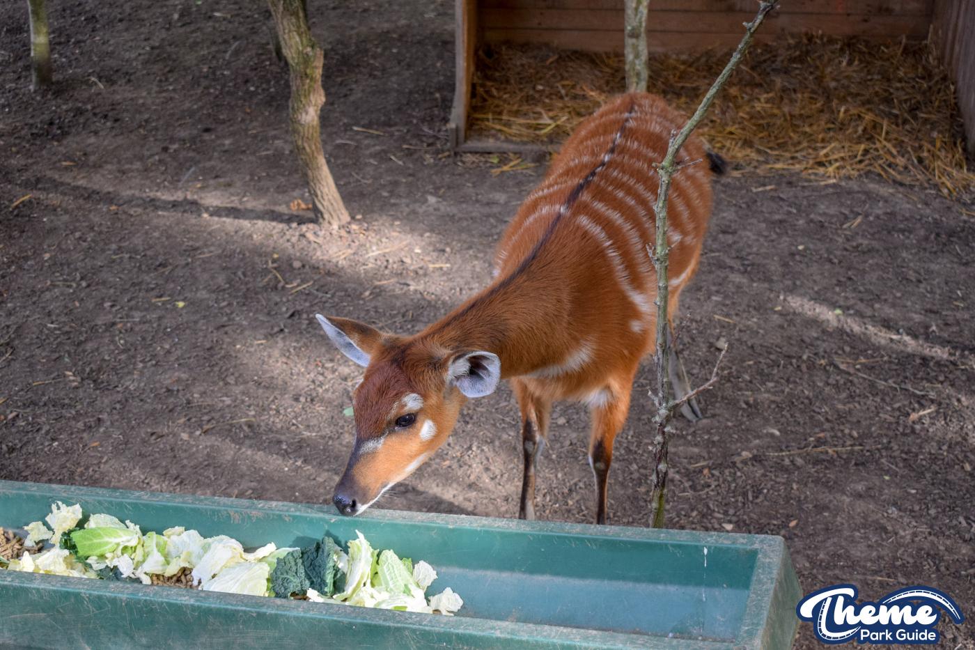 Wanyama Village & Reserve - Chessington Zoo