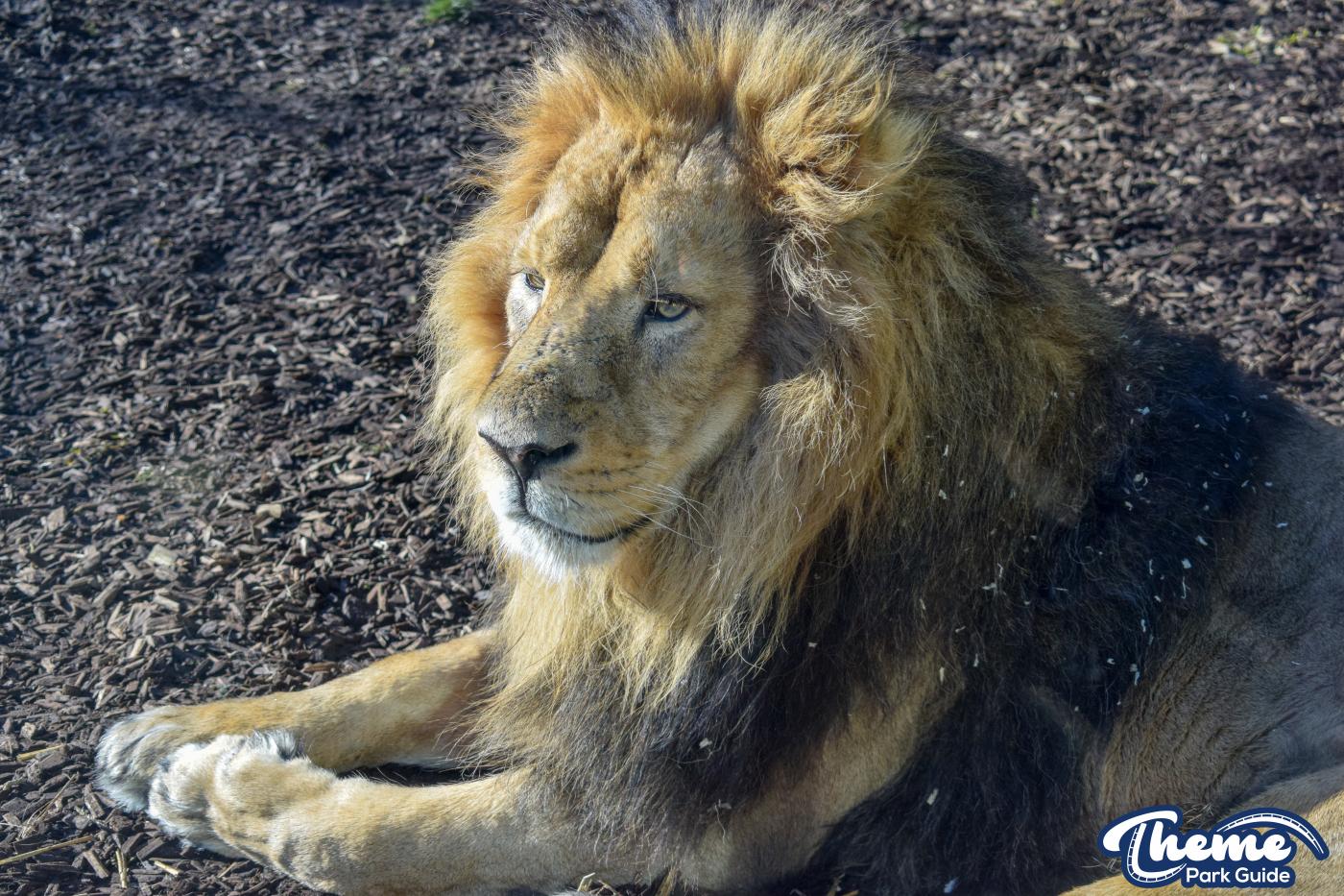 Chessington 2019 Closed Season Insight