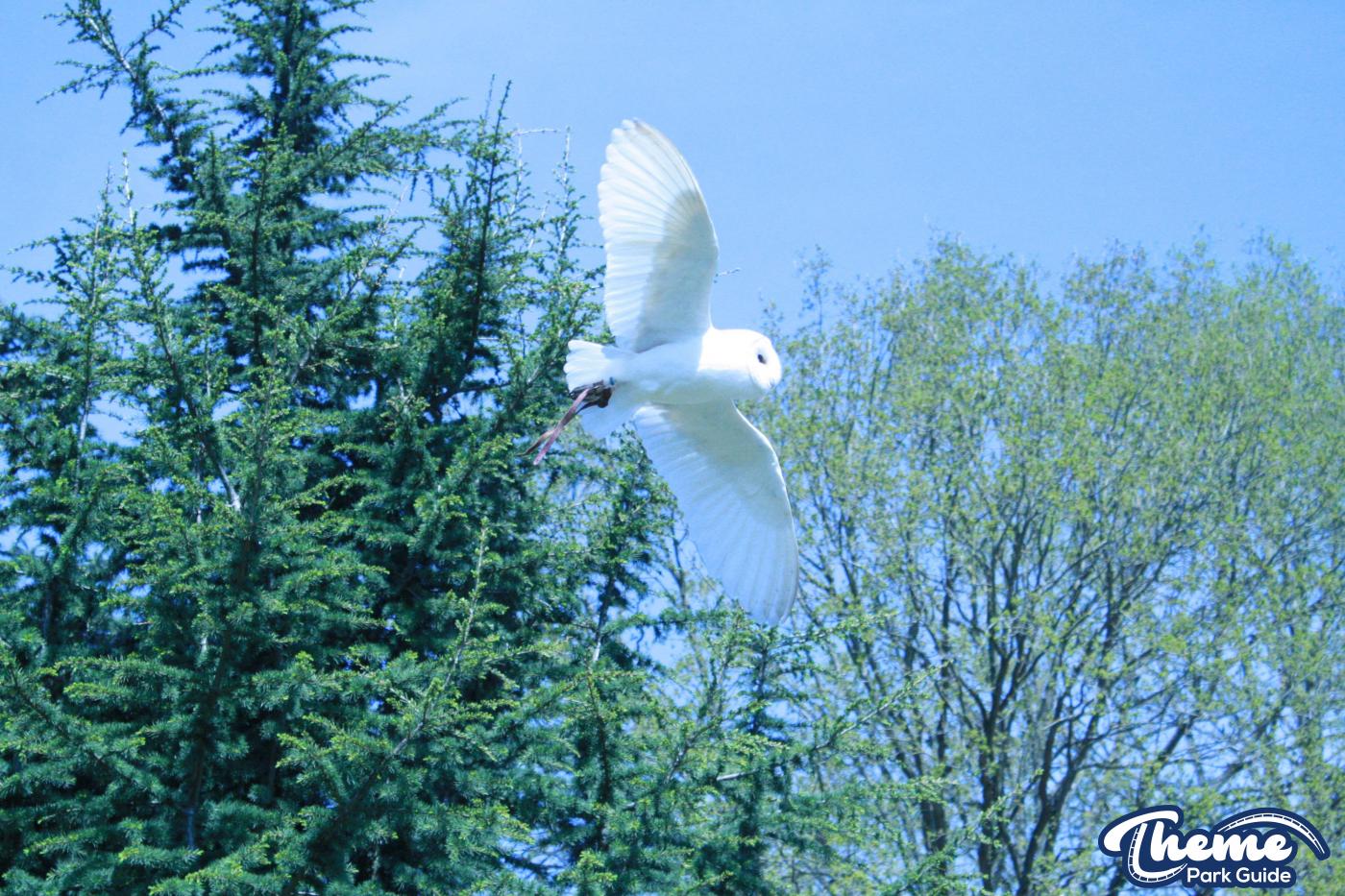 - The Falconer's Quest at Warwick Castle