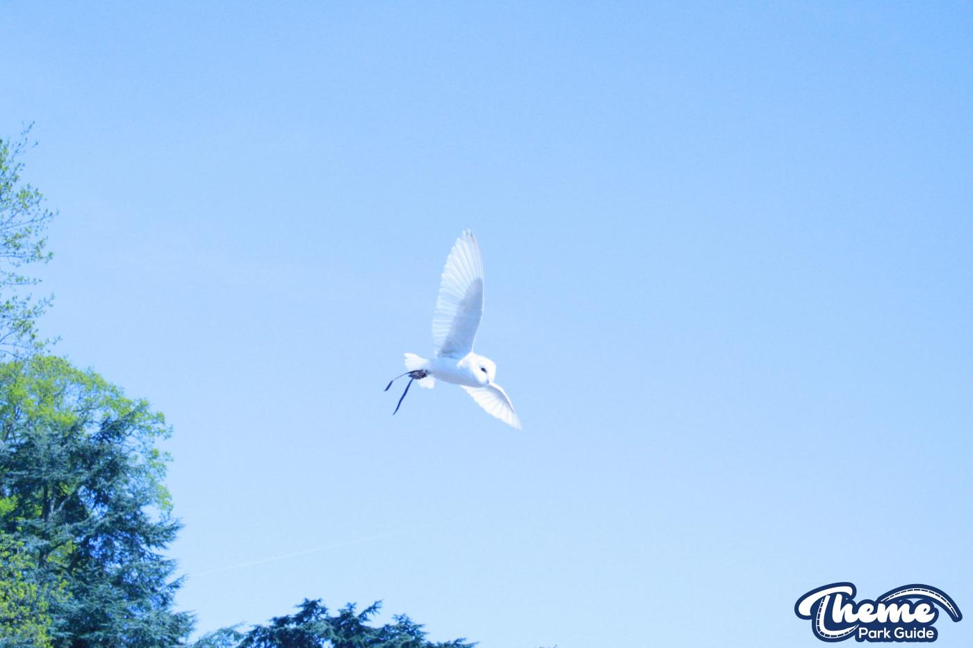 - The Falconer's Quest at Warwick Castle