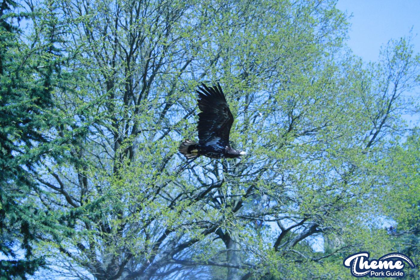 - The Falconer's Quest at Warwick Castle