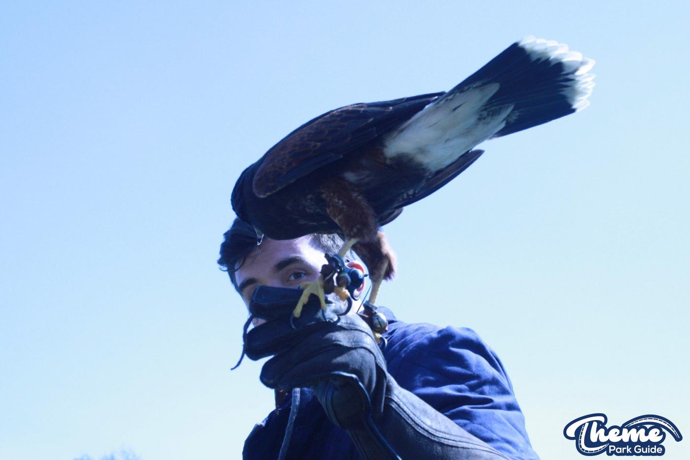 - The Falconer's Quest at Warwick Castle