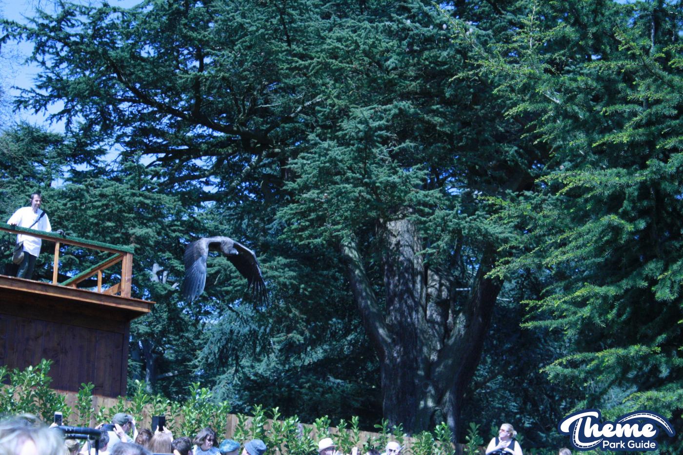 - The Falconer's Quest at Warwick Castle