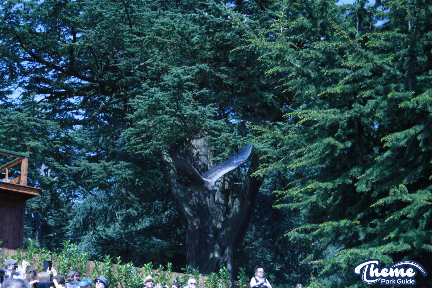 - The Falconer's Quest at Warwick Castle
