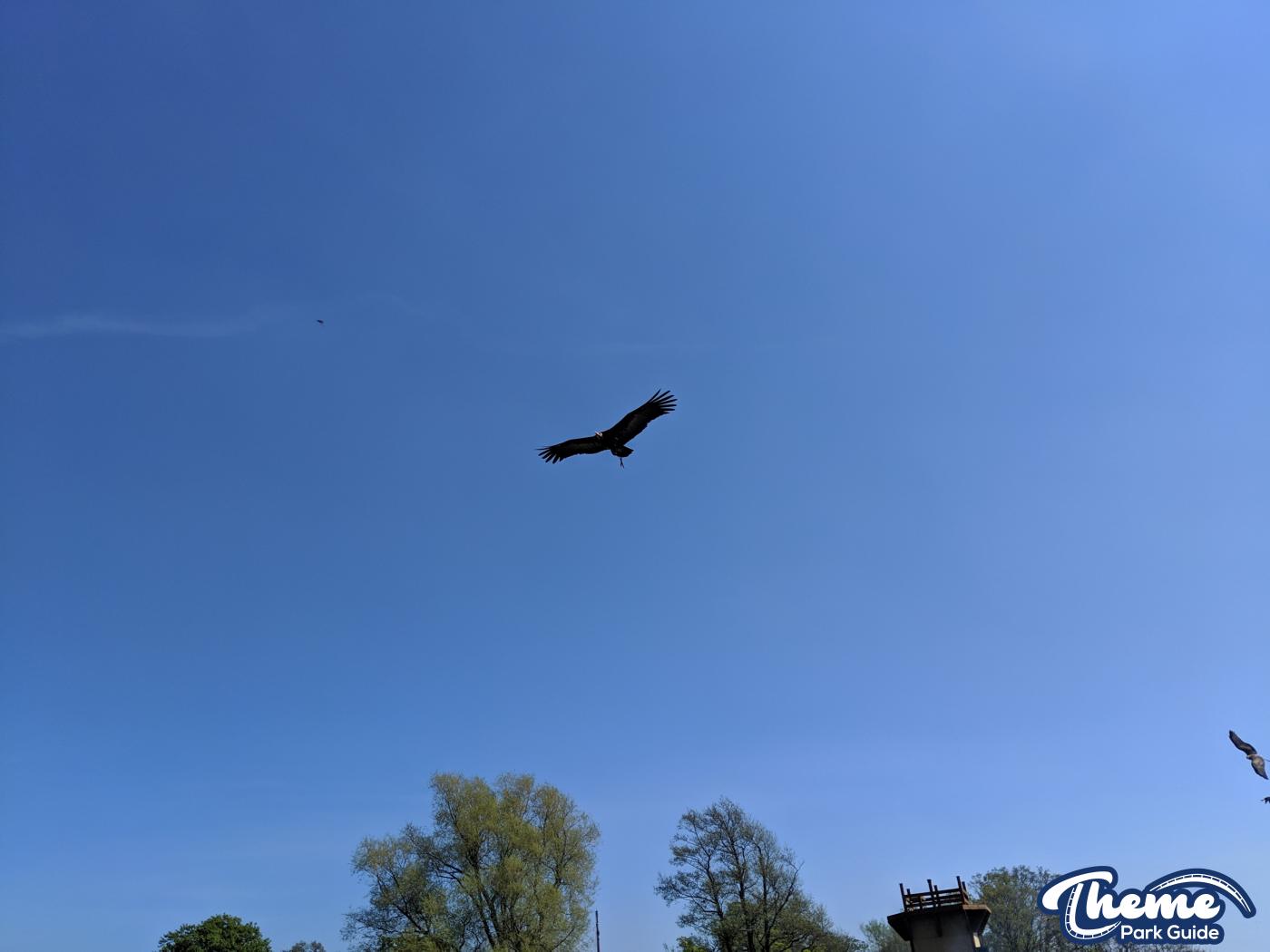 - The Falconer's Quest at Warwick Castle