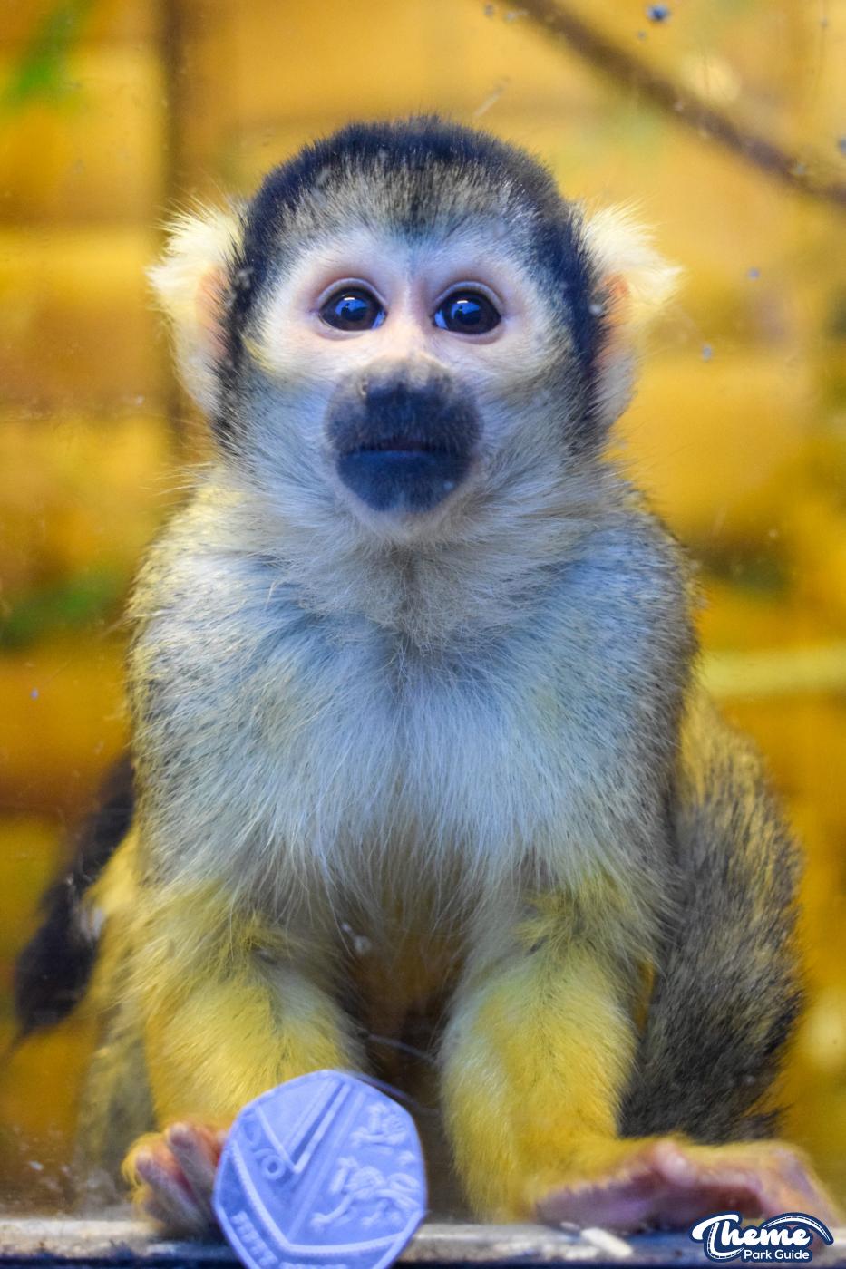 Keep The Change You Monkey!